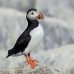 puffin_atlantic_msi_v_0671_can1699.jpg